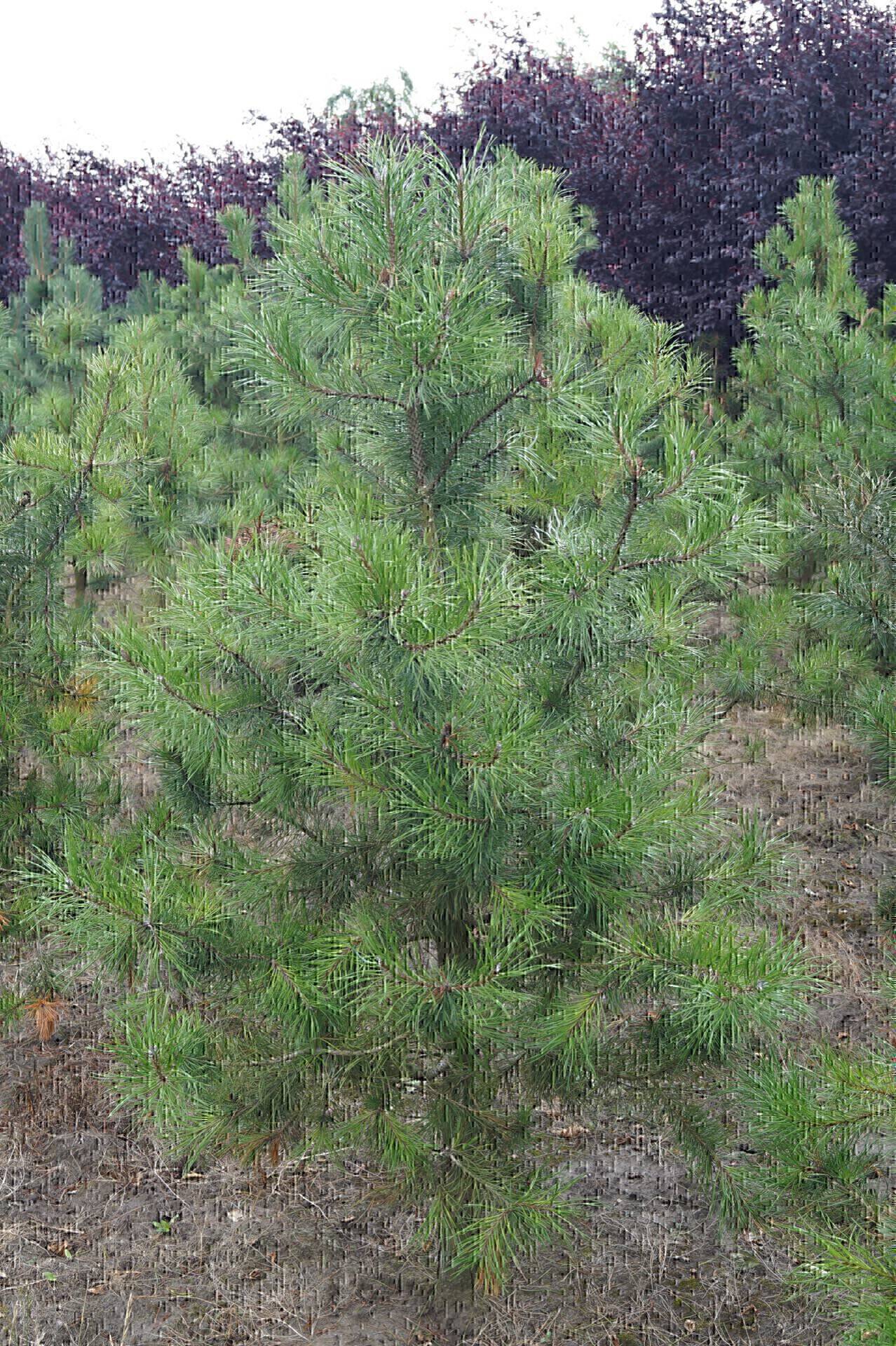 Pinus contorta_06